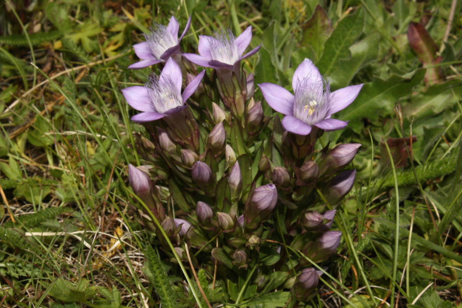 Gentianella ramosa